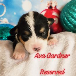 Ava Gardner - Black and tan female Pembroke Welsh Corgi puppy in Louisburg, North Carolina from Lucky Penny Corgis