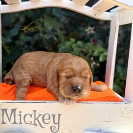 Mickey - Red male Cocker Spaniel puppy in Clinton, Oklahoma from Enchanted Spaniels