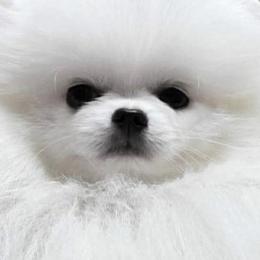 Lucky - Pomeranian