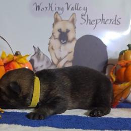 Yellow Collar - Sable female German Shepherd puppy in Cadet, Missouri from Working Valley Shepherds