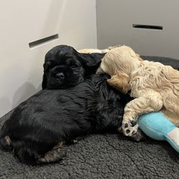 Cocker Spaniel and English Springer Spaniel Puppies from Sei