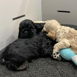 Cocker Spaniel and English Springer Spaniel Puppies from Sei