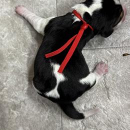 Hattie - Black tan and white female Beagle puppy in Rogersville, Missouri from Hales Little Beagle Haven