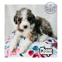 Chaps - Merle female Bernedoodle puppy in Belleville, Michigan from Moose Tracks Bernedoodles