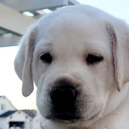Labrador Retrievers from Gwyneira labs of Idaho