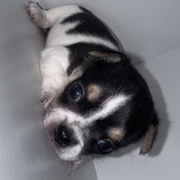 Chihuahua puppies from GeorgiasChihuahuas