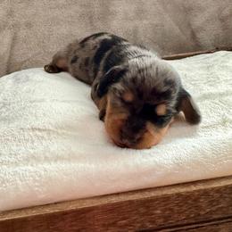 Rhett - Dapple male Dachshund puppy in Franklin, Tennessee from Wendy's Weenies