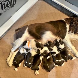 English Springer Spaniel Puppies from DAYSPRINGERS