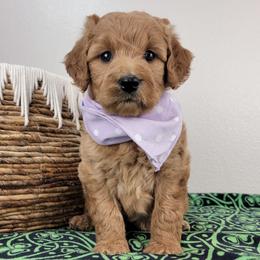 Jane - Red  female Goldendoodle puppy in Temecula, California from Oodles O'Doodles