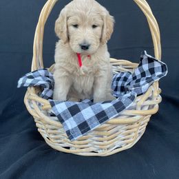 Goldendoodle and Golden Retriever Puppies from Golden Retrievers and Doodles from Heaven
