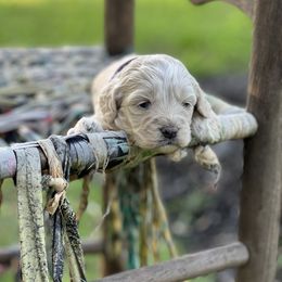 Cockapoo Puppies from East St. Poodles & Doodles