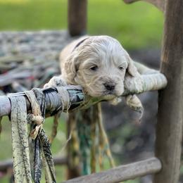 Cockapoo Puppies from East St. Poodles & Doodles