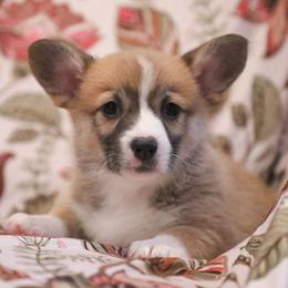 Primrose - Red female Pembroke Welsh Corgi puppy in Plains, Montana from Diamond Corgis