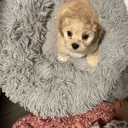 Ori - Tan and white female Cavachon puppy in Ellenville, New York from Lindy’s Cavachons