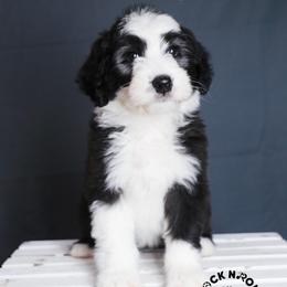 Eloise Bridgerton - Black and white female Sheepadoodle puppy in Edmond, Oklahoma from Rock N Roll Doodles