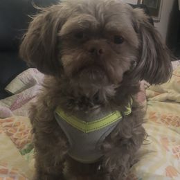 Shih Tzu All Grown Up from Jeanniebelle’s Sweet Shih Tzus