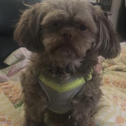 Shih Tzu All Grown Up from Jeanniebelle’s Sweet Shih Tzus