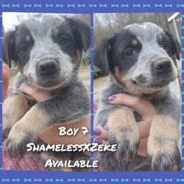 Boy 7 - Blue male Australian Cattle Dog puppy in Bradford, Arkansas from Cedar Rock Heelers and Kelpies