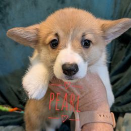 Pearl - Red female Pembroke Welsh Corgi puppy in Berkeley Springs, West Virginia from Hummingbird Farm