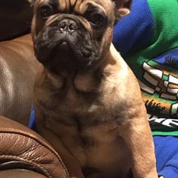 French Bulldog Puppies from Golden Oak Gypsy