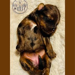 Jelly - Merle female Bernedoodle puppy in Belleville, Michigan from Moose Tracks Bernedoodles