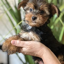 Boy 1 - Black and tan male Yorkshire Terrier puppy in Loganville, Georgia from The Doggy Empire