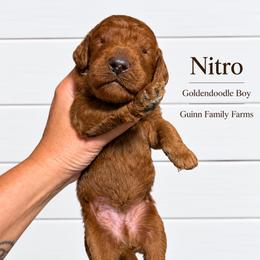 Nitro - Red male Bernedoodle puppy in Grove, Oklahoma from Guinn Family Farms
