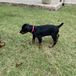 Doberman Pinscher Puppies from TeatreeDoberman