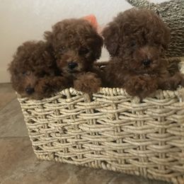 Cavapoo, Maltipoo, and Poodle Puppies from McCraws N Paws