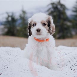 Orange Collar - Merle Cockapoo puppy in Missoula, Montana from Big Sky Cockapoos