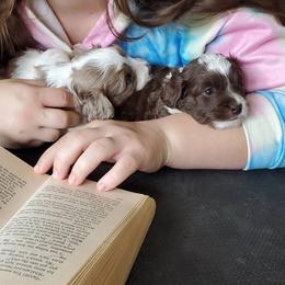Aussiedoodle Puppies from Abbott Family Farm