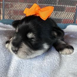 Orange Heart - Black and silver female Miniature Schnauzer puppy in White Plains, Kentucky from Devon Dunlap