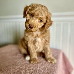 Frosted Flakes - Apricot male Goldendoodle puppy in Taylorsville, North Carolina from Heartfelt Doodles