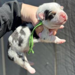Scooby fluffy (green) - Blue merle and white male American Corgi puppy in East Oakdale, California from Rhettro Kennels