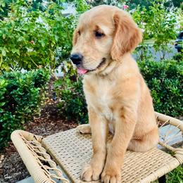 Stella - Dark golden female Golden Retriever puppy in Santa Ana, California from American Golden Retrievers