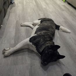 Sarabi - Akita