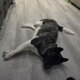 Sarabi - Akita
