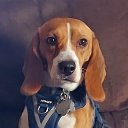 Olive - Beagle