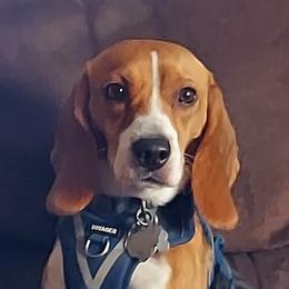 Olive - Beagle