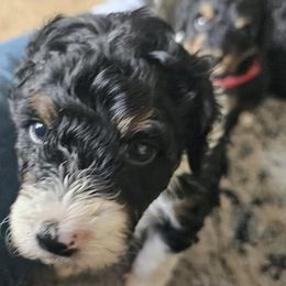 Bernedoodle Puppies from Joyful Pastures Homestead