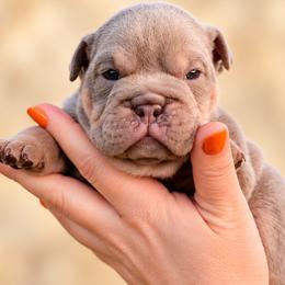 Classy Sassy - Lilac tri-color female Bulldog puppy in Seattle, Washington from mama Myra bulldogs