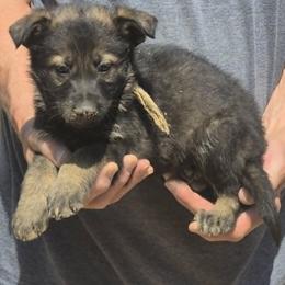 Boy 5 Gold - Black and tan male German Shepherd puppy in Lake George, Colorado from High Country German Shepherds