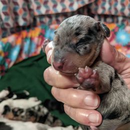Girl 3 - Dapple Dachshund puppy in Sarasota County, Florida from Donna's Mini Joys