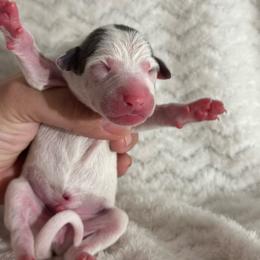 Sorrento - White male Italian Greyhound puppy in Lakeland, Florida from Elite Doxies Florida