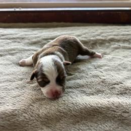 Blaze - Red & white male Miniature Australian Shepherd puppy in Oroville, Washington from High Mountain Aussies