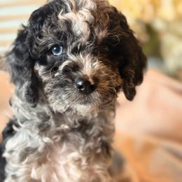 Tide - Merle male Cockapoo puppy in Saint Louis, Missouri from Jax Doodles