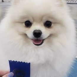 Pomeranians from Harmony Pomeranians