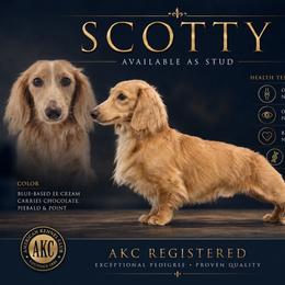 Scotty - Dachshund