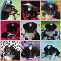 Miniature American Shepherd Puppies from Andaluz Mini American Shepherds