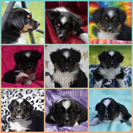 Miniature American Shepherd Puppies from Andaluz Mini American Shepherds